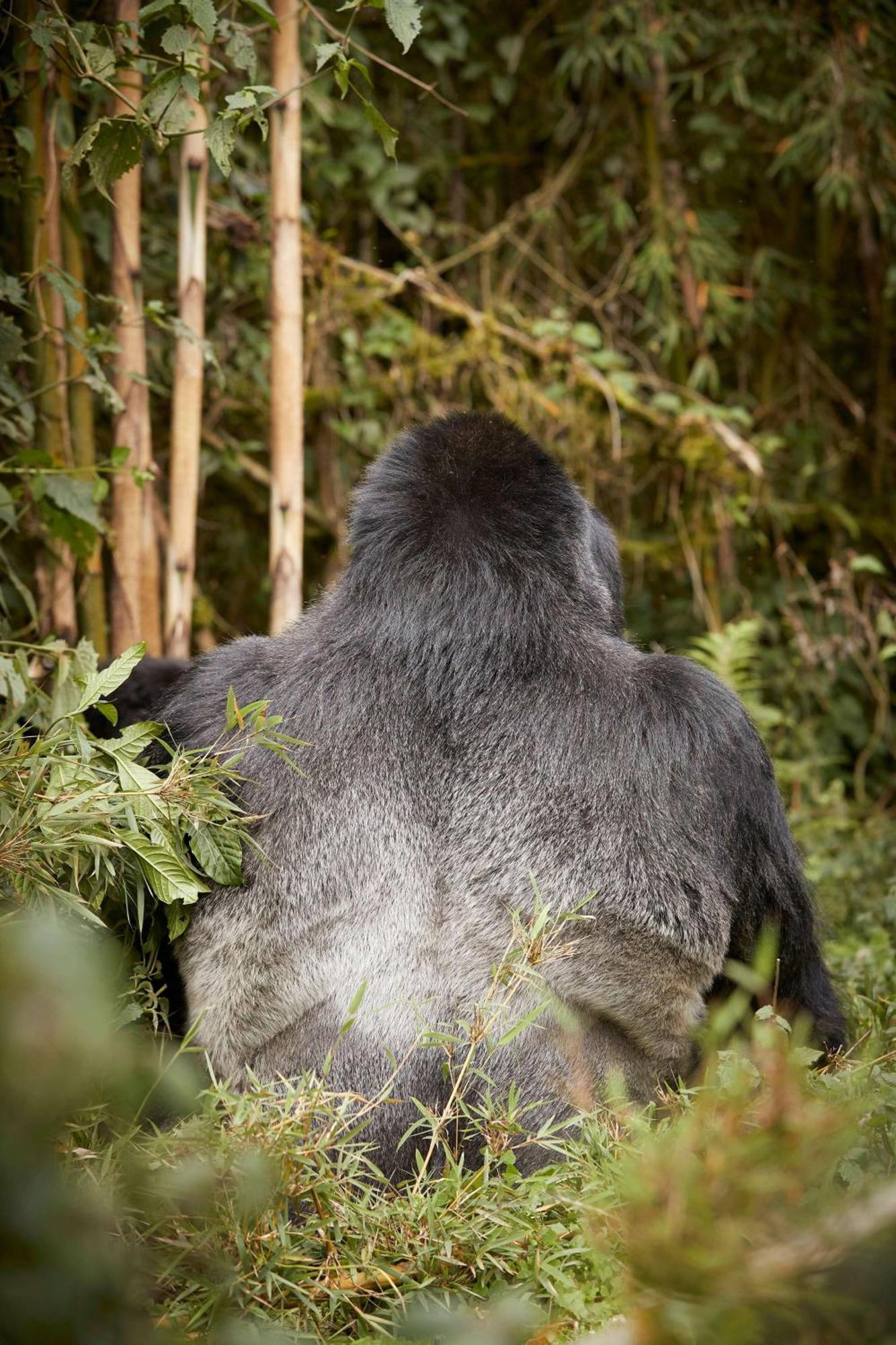 ホテル One&Only Gorilla'S Nest Kinigi エクステリア 写真